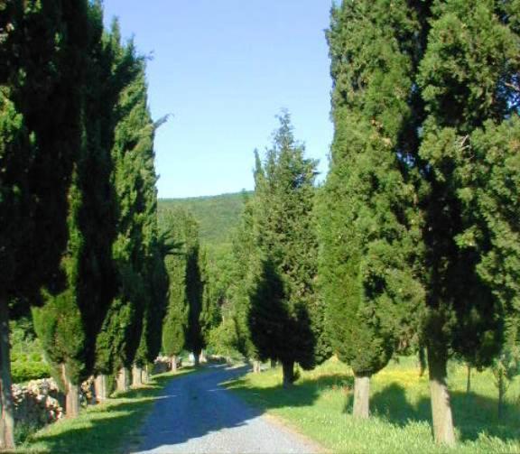 Agriturismo Natura E Salute Сан-Джиминьяно Экстерьер фото
